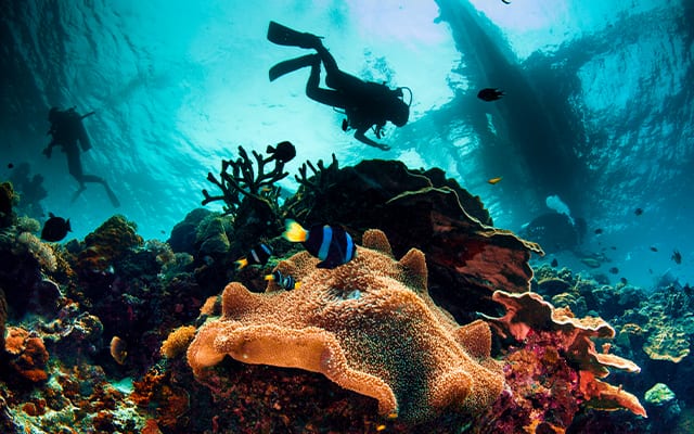 Scuba Diving in the Philippines.